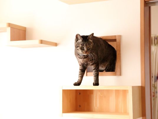 猫が棚に立つ居間