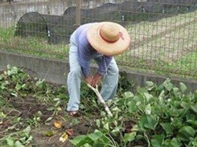 農作業に取り組む人