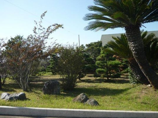 施設の写真 庭園にはヤシの木や松など様々な木が植えられている。
