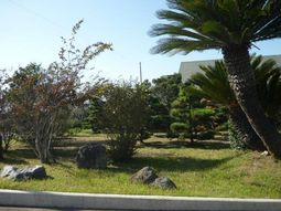 緑豊かな庭の風景