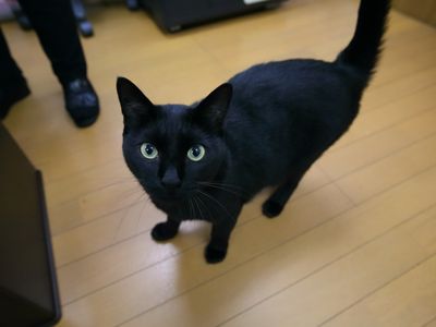 黒猫がカメラを見つめる