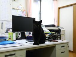 黒猫とオフィスデスク