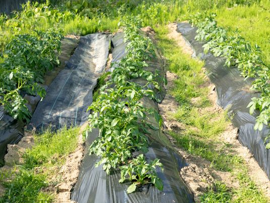 緑豊かな野菜畑