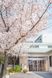 花咲く看板の前景