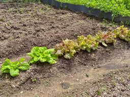 土の畝に並ぶ野菜
