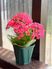 鮮やかな花が咲く居室