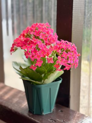 鮮やかな花が咲く居室