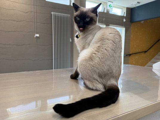 猫が座る卓上