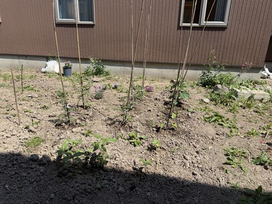 植えられた苗の庭