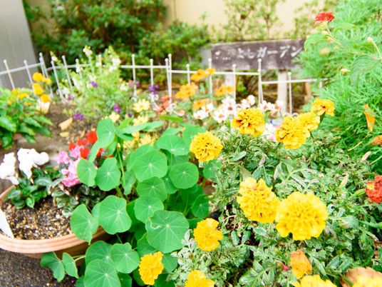 手入れされた中庭の花壇