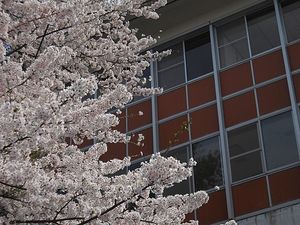 桜と建物外観  