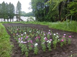 色とりどりの花が植えられた庭