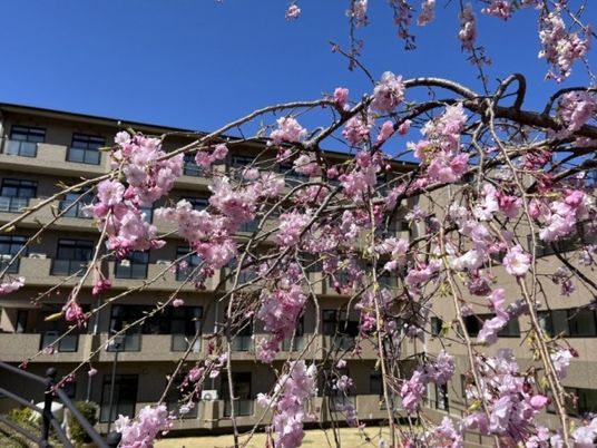 桜が咲く外観  