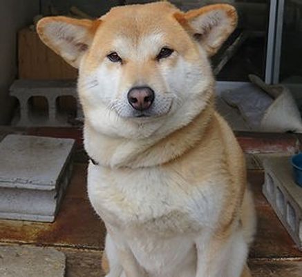 犬が座るエントランス