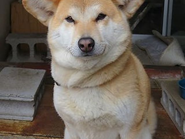 犬が座るエントランス エントランス 建物の入り口に座る犬がお出迎えします。来客に親しみやすい雰囲気を作り出しています。