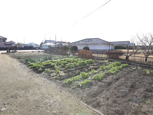 広々とした緑の中庭