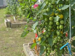 緑豊かな庭園風景