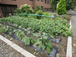 野菜が育つ緑豊かな庭