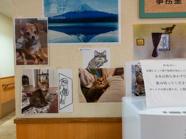 動物の写真と掲示物