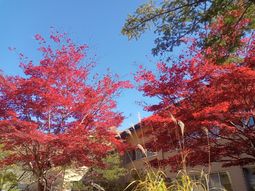 紅葉が美しい中庭