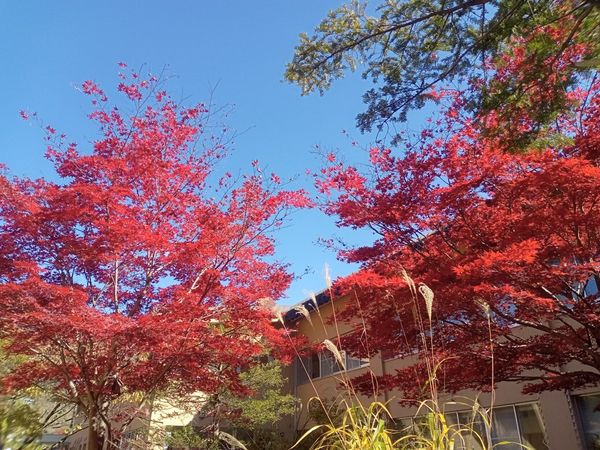 紅葉が美しい中庭