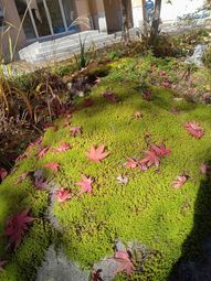 紅葉と緑の苔の庭