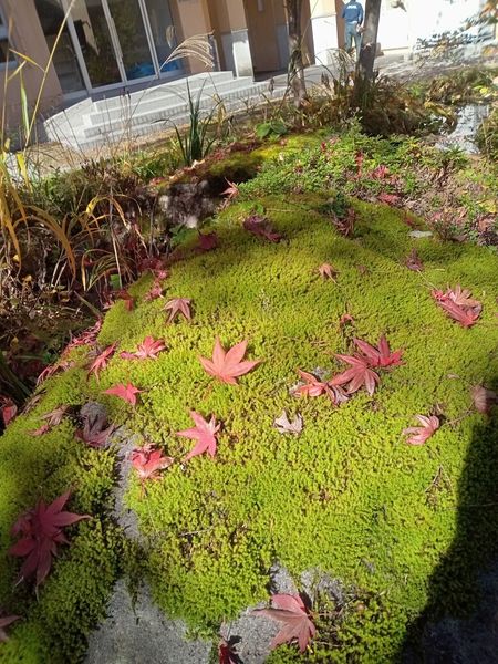 紅葉と緑の苔の庭
