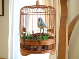 鳥かごに入ったカラフルな鳥