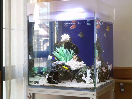 カラフルな水槽の様子