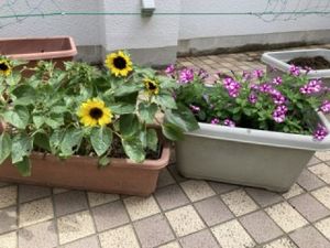 花壇のある庭先  
