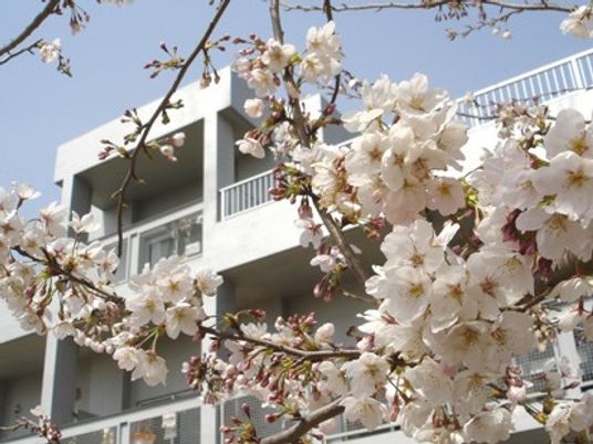 桜と白い建物の外観  