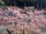 満開の桜の木