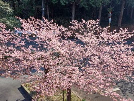満開の桜の木