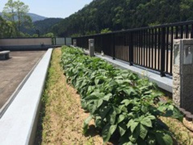 緑の植え込みが続く中庭 中庭   日差しがよく入る広い中庭です。植栽を眺めながら、気分転換しやすい落ち着いた空間になっています。