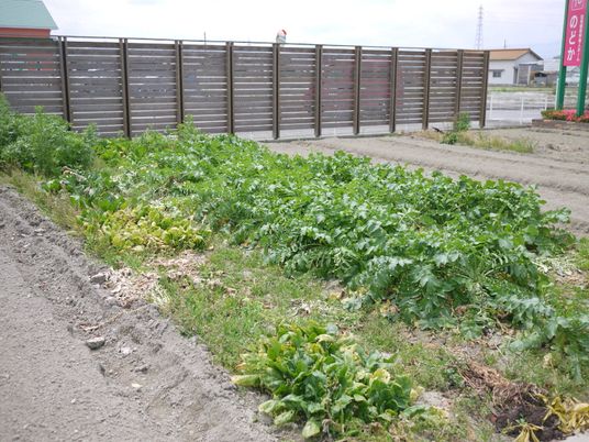 野菜が育つ中庭