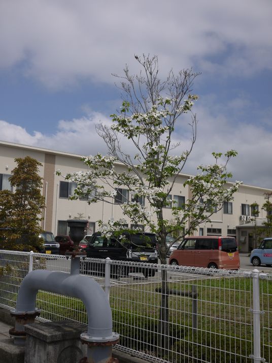 清々しい中庭の一角