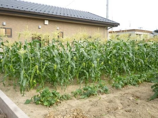 建物横の畑  