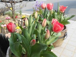 色鮮やかな花壇の庭  