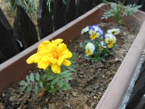 花壇の花  