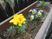 花壇の花  
