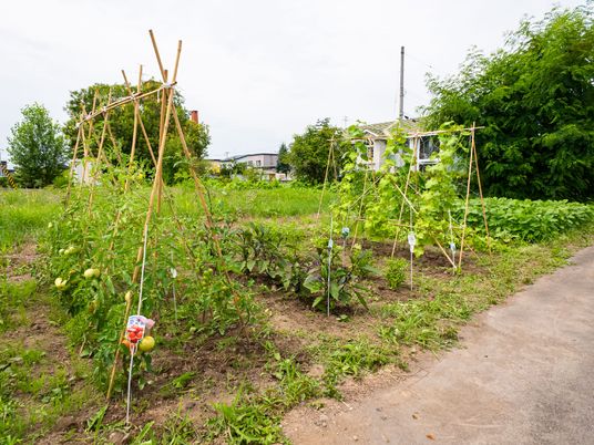 野菜が育つ庭スペース
