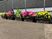 グレーの壁と手すりの前に並べられ、黄色やピンクの花が植えられたプランター