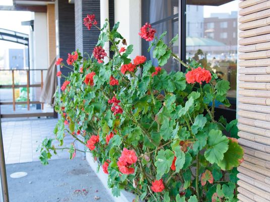 赤い花が咲くエントランス