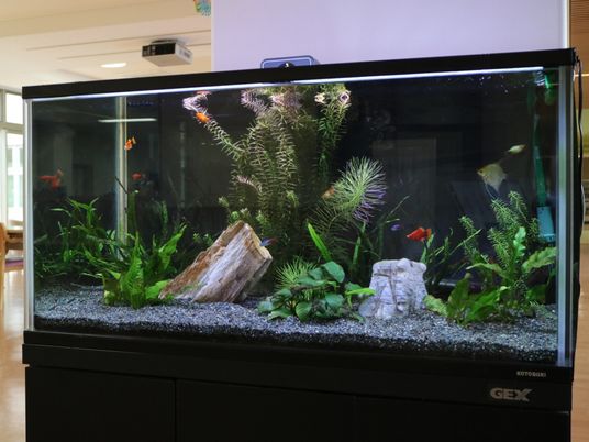 多様な魚が泳ぐ水槽