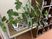 観葉植物と下駄箱の廊下