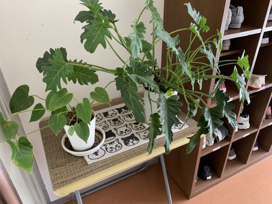 観葉植物と下駄箱の廊下