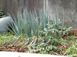 青々とした植物がある庭
