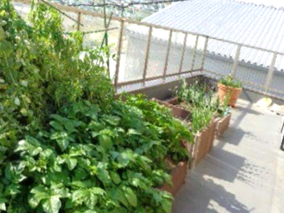 植物が育つテラス