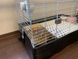 動物いる空間