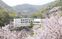 白壁の建物と桜